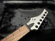 画像5: Skervesen Velociraptor 6-Strings / Trans White Top (5)